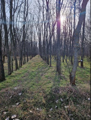 (BBA) Alter Bauernhof mit mehr als 8 Hektar Wald/Land – Csólyospálos, Bild 10 von 13