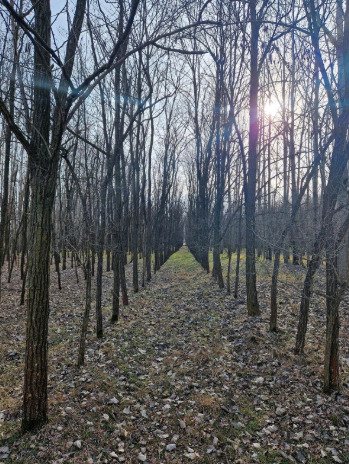 (BBA) Alter Bauernhof mit mehr als 8 Hektar Wald/Land – Csólyospálos, Bild 11 von 13