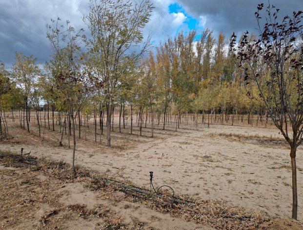 (ABA) Gedeeltelijk gerenoveerde boerderij in Zuid-Hongarije – Kigyós, foto 31 van 34
