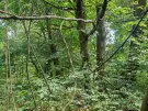 Waldgrundstück 8,2 ha in Felsőszölnök, Őrség – Oberes Szölnök, foto 12 van 40