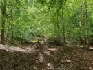 Waldgrundstück 8,2 ha in Felsőszölnök, Őrség – Oberes Szölnök, foto 13 van 40