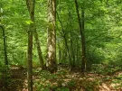 Waldgrundstück 8,2 ha in Felsőszölnök, Őrség – Oberes Szölnök, foto 14 van 40