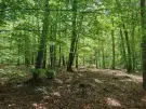 Waldgrundstück 8,2 ha in Felsőszölnök, Őrség – Oberes Szölnök, foto 15 van 40