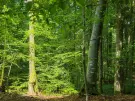 Waldgrundstück 8,2 ha in Felsőszölnök, Őrség – Oberes Szölnök, foto 16 van 40