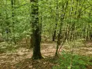 Waldgrundstück 8,2 ha in Felsőszölnök, Őrség – Oberes Szölnök, foto 17 van 40