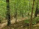 Waldgrundstück 8,2 ha in Felsőszölnök, Őrség – Oberes Szölnök, foto 18 van 40