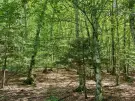 Waldgrundstück 8,2 ha in Felsőszölnök, Őrség – Oberes Szölnök, foto 20 van 40