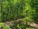Waldgrundstück 8,2 ha in Felsőszölnök, Őrség – Oberes Szölnök, foto 22 van 40