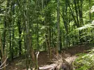 Waldgrundstück 8,2 ha in Felsőszölnök, Őrség – Oberes Szölnök, foto 23 van 40