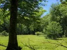 Waldgrundstück 8,2 ha in Felsőszölnök, Őrség – Oberes Szölnök, foto 24 van 40