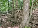 Waldgrundstück 8,2 ha in Felsőszölnök, Őrség – Oberes Szölnök, foto 29 van 40