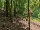 Waldgrundstück 8,2 ha in Felsőszölnök, Őrség – Oberes Szölnök, foto 30 van 40