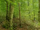 Waldgrundstück 8,2 ha in Felsőszölnök, Őrség – Oberes Szölnök, foto 32 van 40