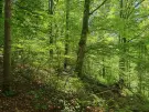 Waldgrundstück 8,2 ha in Felsőszölnök, Őrség – Oberes Szölnök, foto 33 van 40