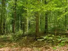 Waldgrundstück 8,2 ha in Felsőszölnök, Őrség – Oberes Szölnök, foto 34 van 40