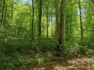Waldgrundstück 8,2 ha in Felsőszölnök, Őrség – Oberes Szölnök, foto 35 van 40
