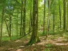 Waldgrundstück 8,2 ha in Felsőszölnök, Őrség – Oberes Szölnök, foto 36 van 40