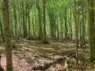 Waldgrundstück 8,2 ha in Felsőszölnök, Őrség – Oberes Szölnök, foto 37 van 40