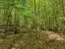 Waldgrundstück 8,2 ha in Felsőszölnök, Őrség – Oberes Szölnök, foto 38 van 40