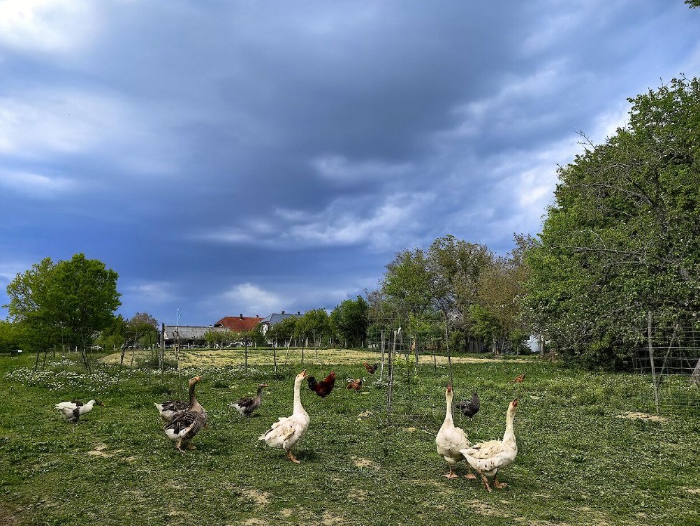 (AAA) Wunderschönes Anwesen in der Nähe des Vadása-Sees, im Gebiet des Őrség-Nationalparks – Hegyhátszentjakab, Bild 28 von 29