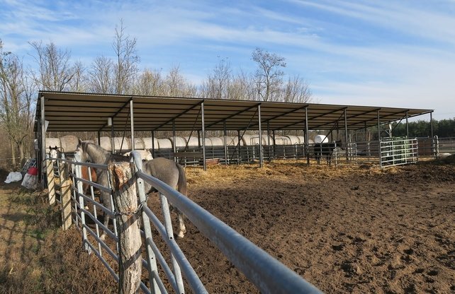 (AAA) Lófarm vendégapartmanokkal és 30 hektár földdel – bei Kiskunfélegyháza, 53/64. kép