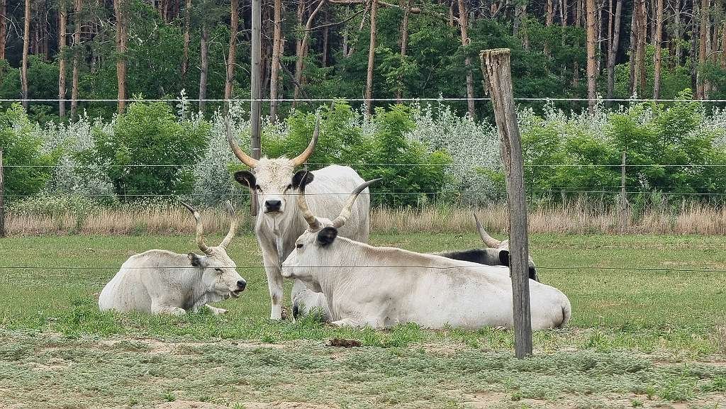 (AAA) Lófarm vendégapartmanokkal és 30 hektár földdel – bei Kiskunfélegyháza, 56/64. kép