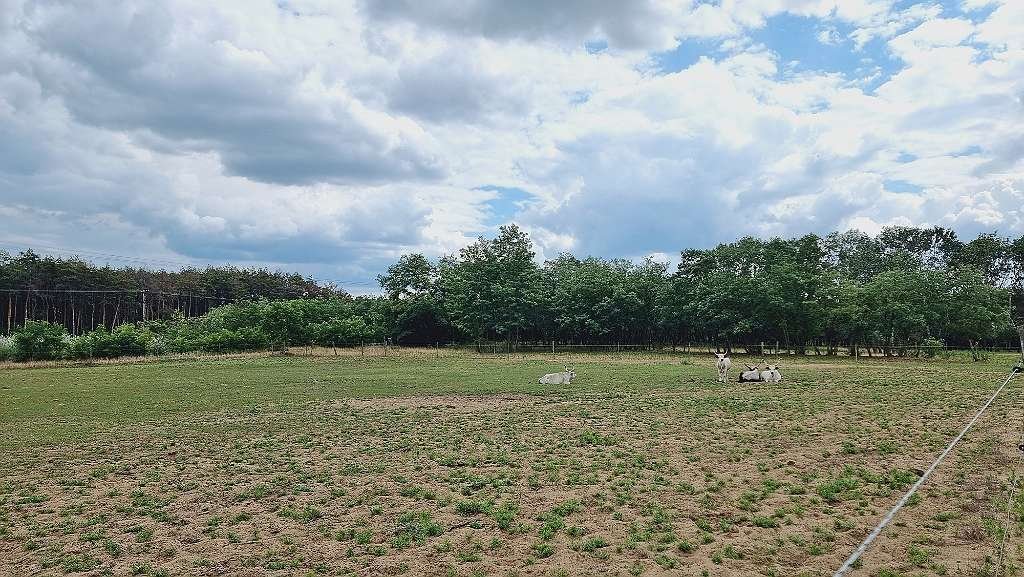 (AAA) Lófarm vendégapartmanokkal és 30 hektár földdel – bei Kiskunfélegyháza, 57/64. kép