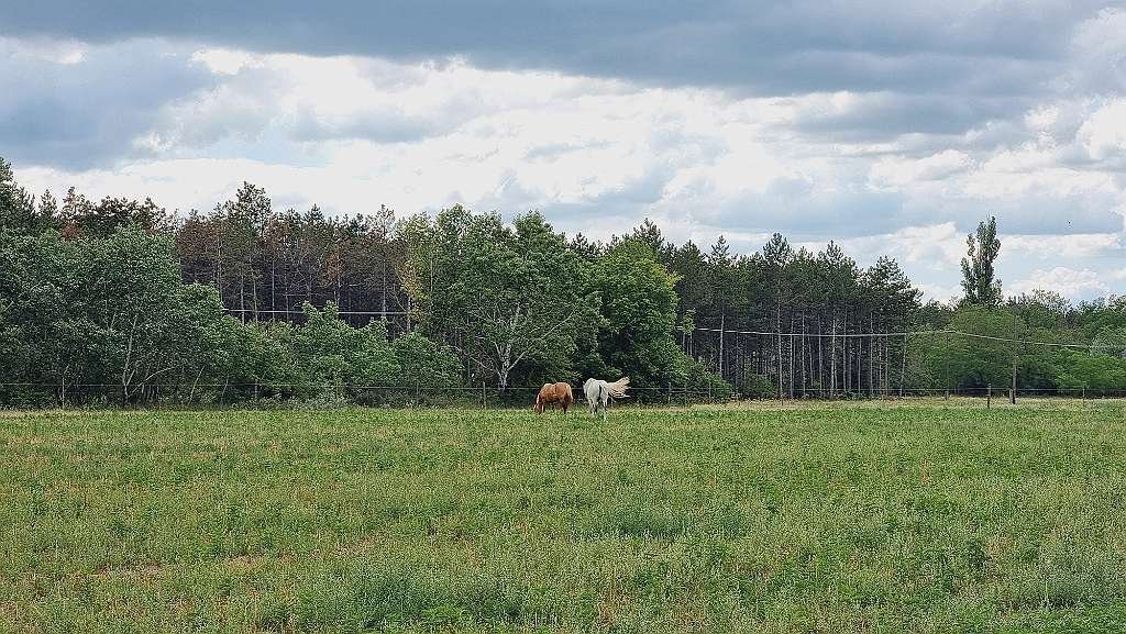 (AAA) Lófarm vendégapartmanokkal és 30 hektár földdel – bei Kiskunfélegyháza, 58/64. kép