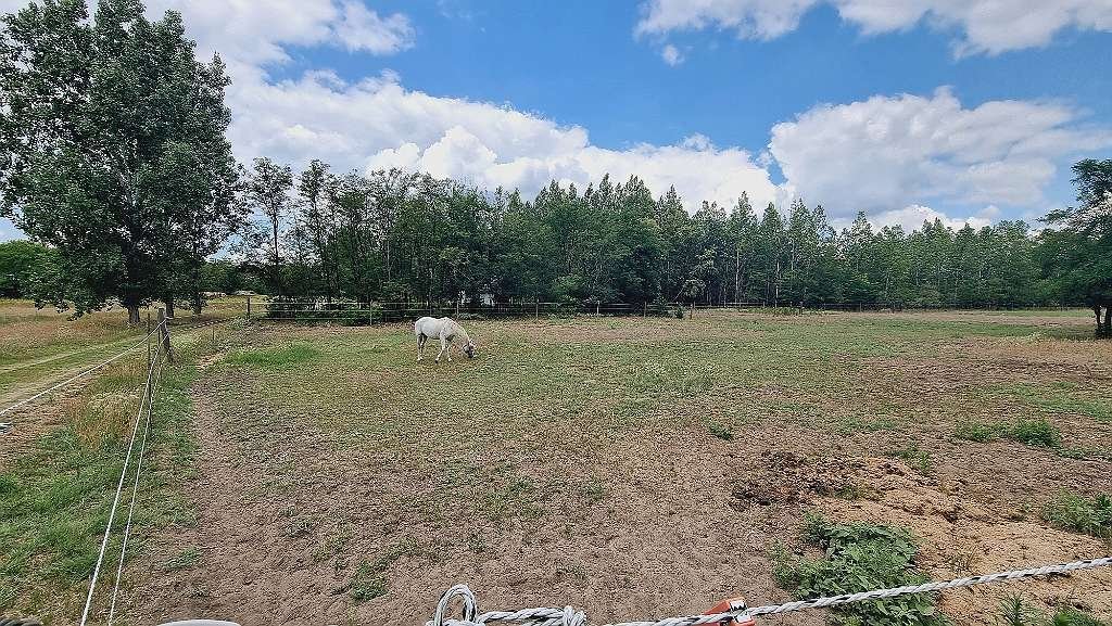 (AAA) Lófarm vendégapartmanokkal és 30 hektár földdel – bei Kiskunfélegyháza, 59/64. kép