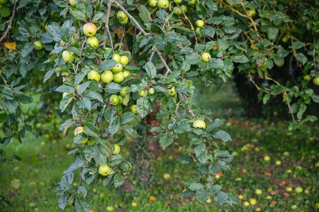Prachtige rustieke boerderij (AAAB) – Bükfürdő, foto 25 van 38