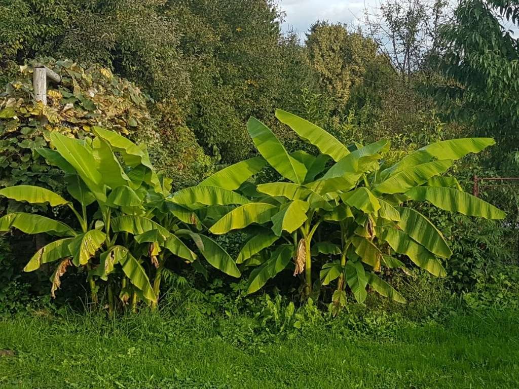 (AAAB) Nieuw gerenoveerd landhuis nabij Oostenrijk met groot perceel voor zelfverzorging – Felsömarac, foto 30 van 41